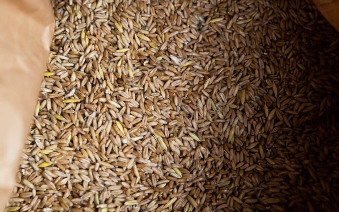 Curso monográfico de espelta